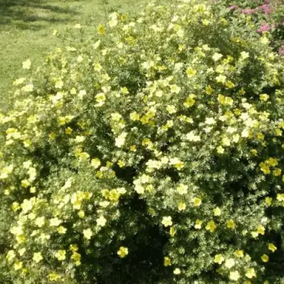 Лапчатка КЛОНДАЙК кустарниковая в Колодищи