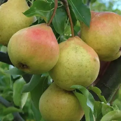 Груша ПАМЯТЬ ЯКОВЛЕВА в Колодищи