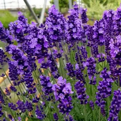 Лаванда ХИДКОТ БЛЮ узколистная в Колодищи