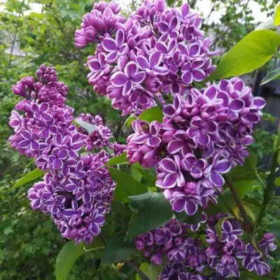 Сирень СЕНСАЦИЯ в Колодищи