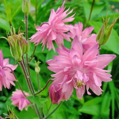 Аквилегия БАРЛОУ ПИНК гибрид МакКаны в Колодищи