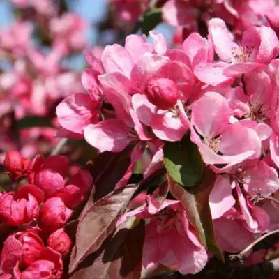 Яблоня РУДОЛЬФ декоративная  в Колодищи