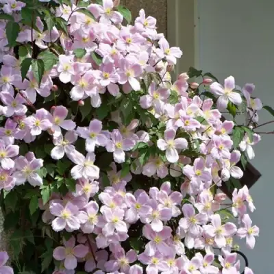 Клематис ГОРНЫЙ в Колодищи