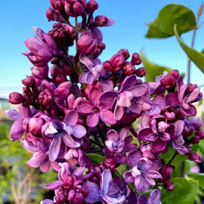 Сирень ВИОЛЕТТА в Колодищи