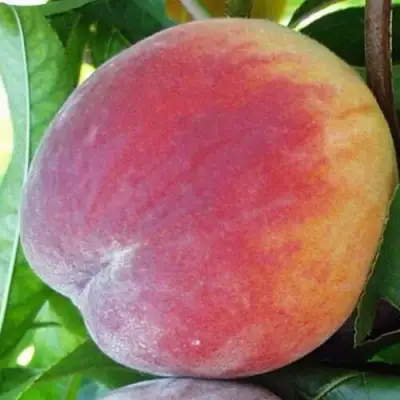 Персик ТОП СВИТ в Колодищи