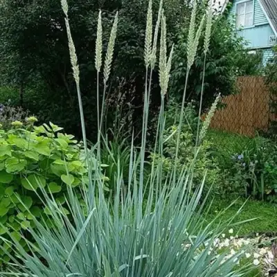 Элимус БЛЮ ДЮН песчаный в Колодищи