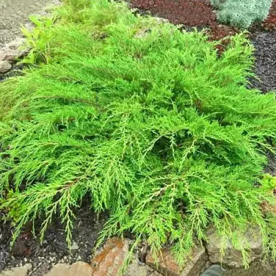 Микробиота ЯКОБСЕН перекрестнопарная в Колодищи