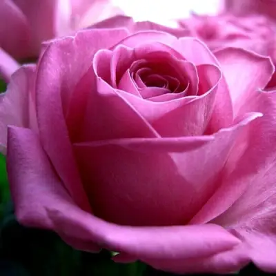 Роза ЭЙФЕЛЕВА БАШНЯ чайно-гибридная в Колодищи