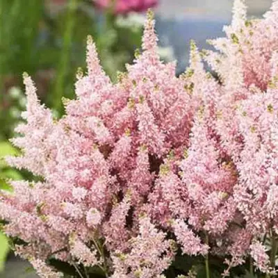 Астильба ЮНИК САЛМОН гибридная в Колодищи