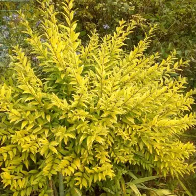 Бирючина АУРЕА обыкновенная в Колодищи