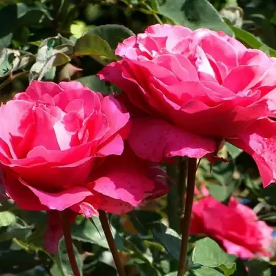 Роза ВИЕН РОУЗ чайно-гибридная в Колодищи