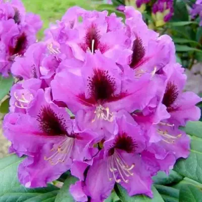 Рододендрон РАСПУТИН в Колодищи