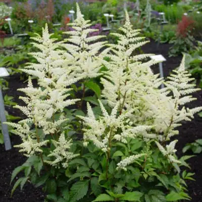 Астильба БРАУТШЛЕЙЕР Арендса в Колодищи