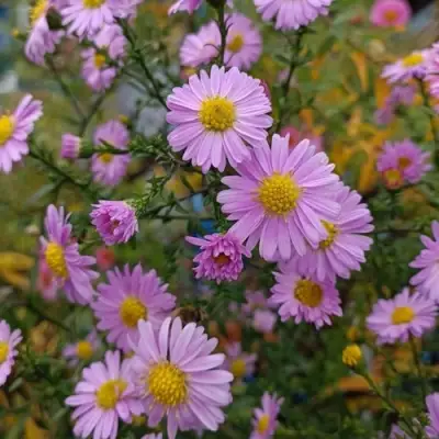 Астра СТРОУБЕРРИ ЭНД КРИМ новобельгийская в Колодищи