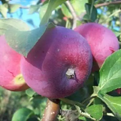 Яблоня СЕРЕБРЯНОЕ КОПЫТЦЕ в Колодищи