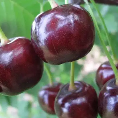 Дюк ФАКЕЛ в Колодищи