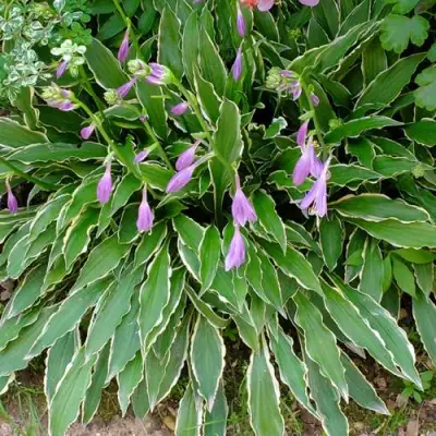 Хоста СТИЛЕТТО гибридная в Колодищи