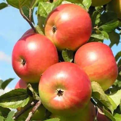 Яблоня ФРИДОМ в Колодищи