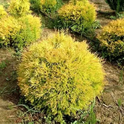 Туя ГЛОБОЗА АУРЕА западная в Колодищи