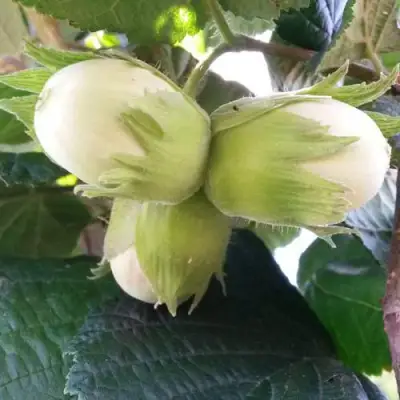 Фундук ЮННАТ в Колодищи