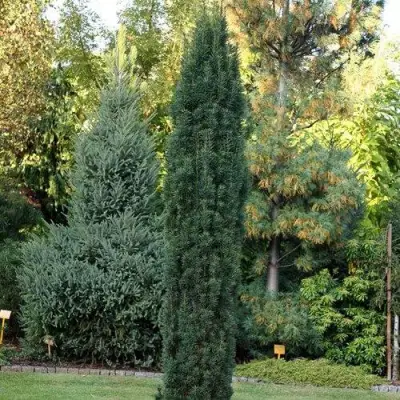 Тис ВОЙТЕК средний  в Колодищи