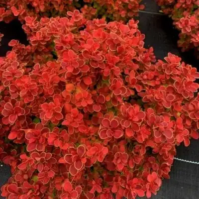 Барбарис РЕД ХОТ ЧИЛИ тунберга в Колодищи