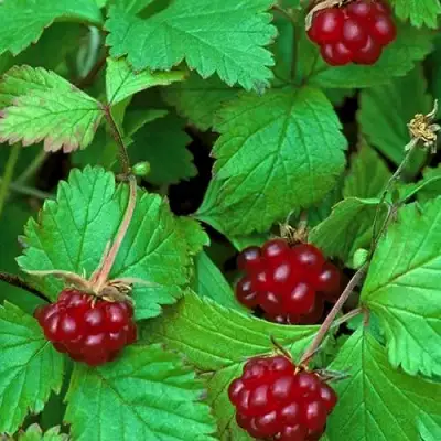 Княженика АУРА в Колодищи