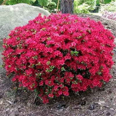 Азалия КАНЗОНЕТТА японская в Колодищи