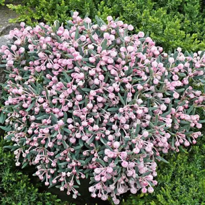 Андромеда БЛЮ АЙС многолистная   в Колодищи