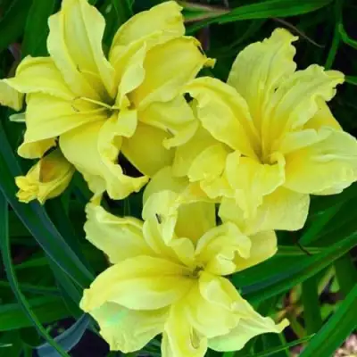 Лилейник ДАБЛ РИВЕР ВАЙ гибридный в Колодищи