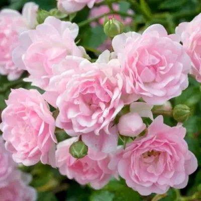 саженцы розы Зе Фейри