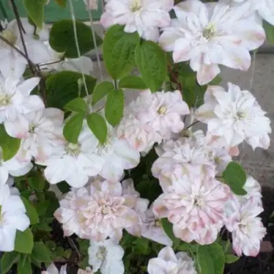 Клематис ИННОСЕНТ БЛАШ в Колодищи