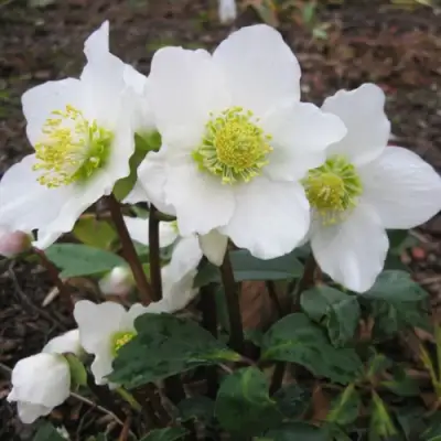 Морозник ЧЕРНЫЙ в Колодищи