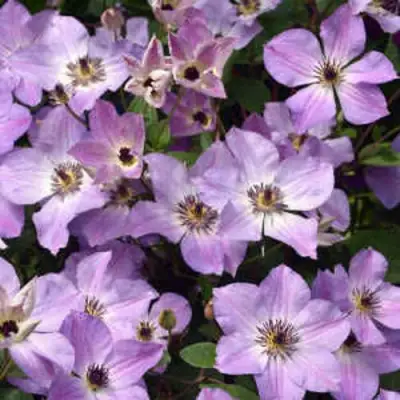 Клематис МОНИНГ СКАЙ в Колодищи