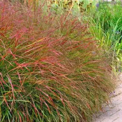 Просо ШЕНАНДО прутьевидное в Колодищи