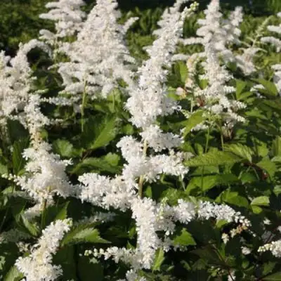 Астильба ДОЙЧЛАНД японская в Колодищи