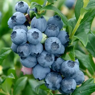 Голубика ХАРДИБЛЮ в Колодищи