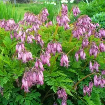 Дицентра изящная в Колодищи