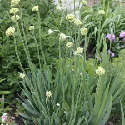 Лук слизун в Колодищи