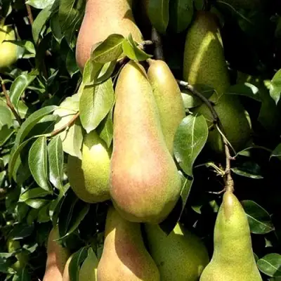 Груша КОНКОРД в Колодищи