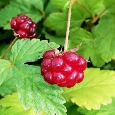 Княженика АННА в Колодищи