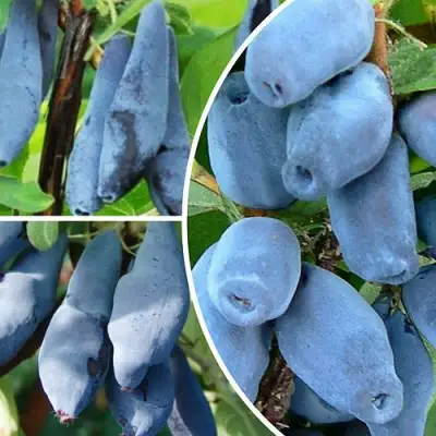 Комплект СИЯНИЕ ГЛАЗ в Колодищи