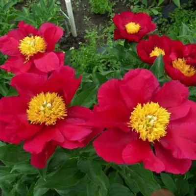 Пион АМЕРИКА травянистый в Колодищи