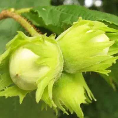 Фундук КАТАЛОНСКИЙ в Колодищи