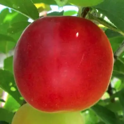 Плумкот БИРИКОККОЛО БОЛОГНЕС в Колодищи