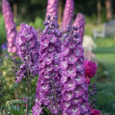 Дельфиниум ДЕЛЬФИС ПИНК ПАУЭ высокий в Колодищи