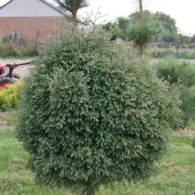 Туя вересковидная в Колодищи