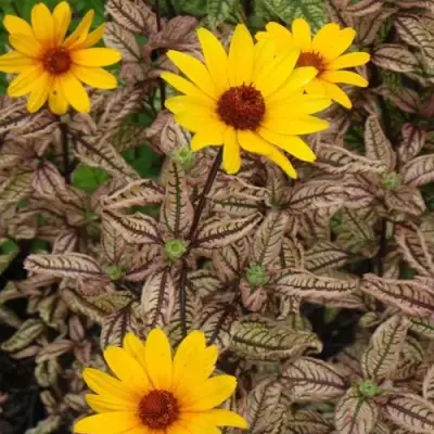 Гелиопсис САММЕР ПИНК в Колодищи