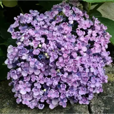 Гортензия АИША крупнолистная  в Колодищи