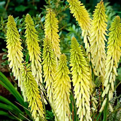 Книфофия ЛИТТЛ МЕЙД гибридная в Колодищи